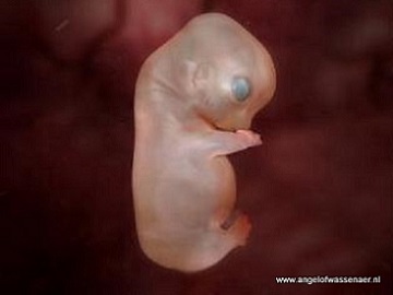 39 dagen Embryo